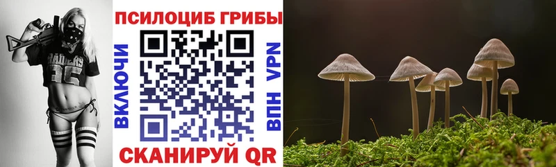 Купить  Чебоксары  Псилоцибиновые грибы Psilocybe 